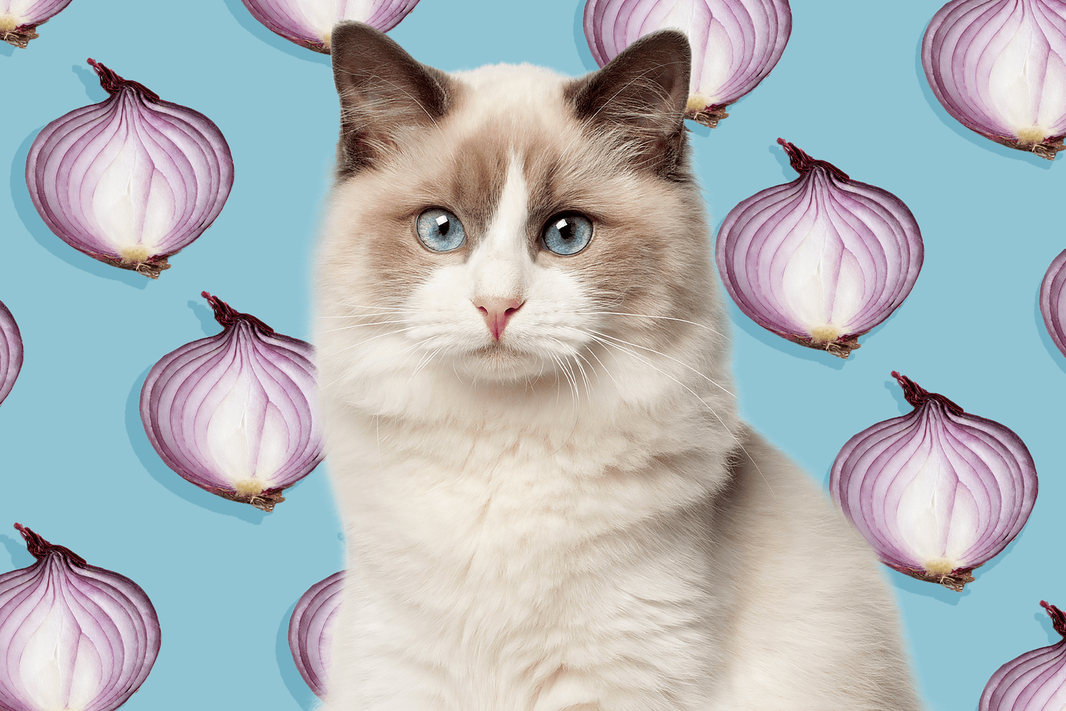 cat with onions in the background; can cats eat onions