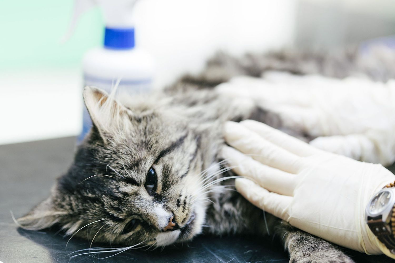 cat under anesthesia with vet