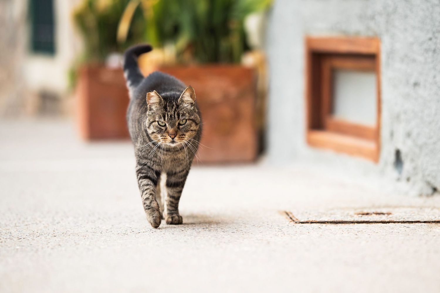 feral cat walking on the sidewalk; what is a feral cat