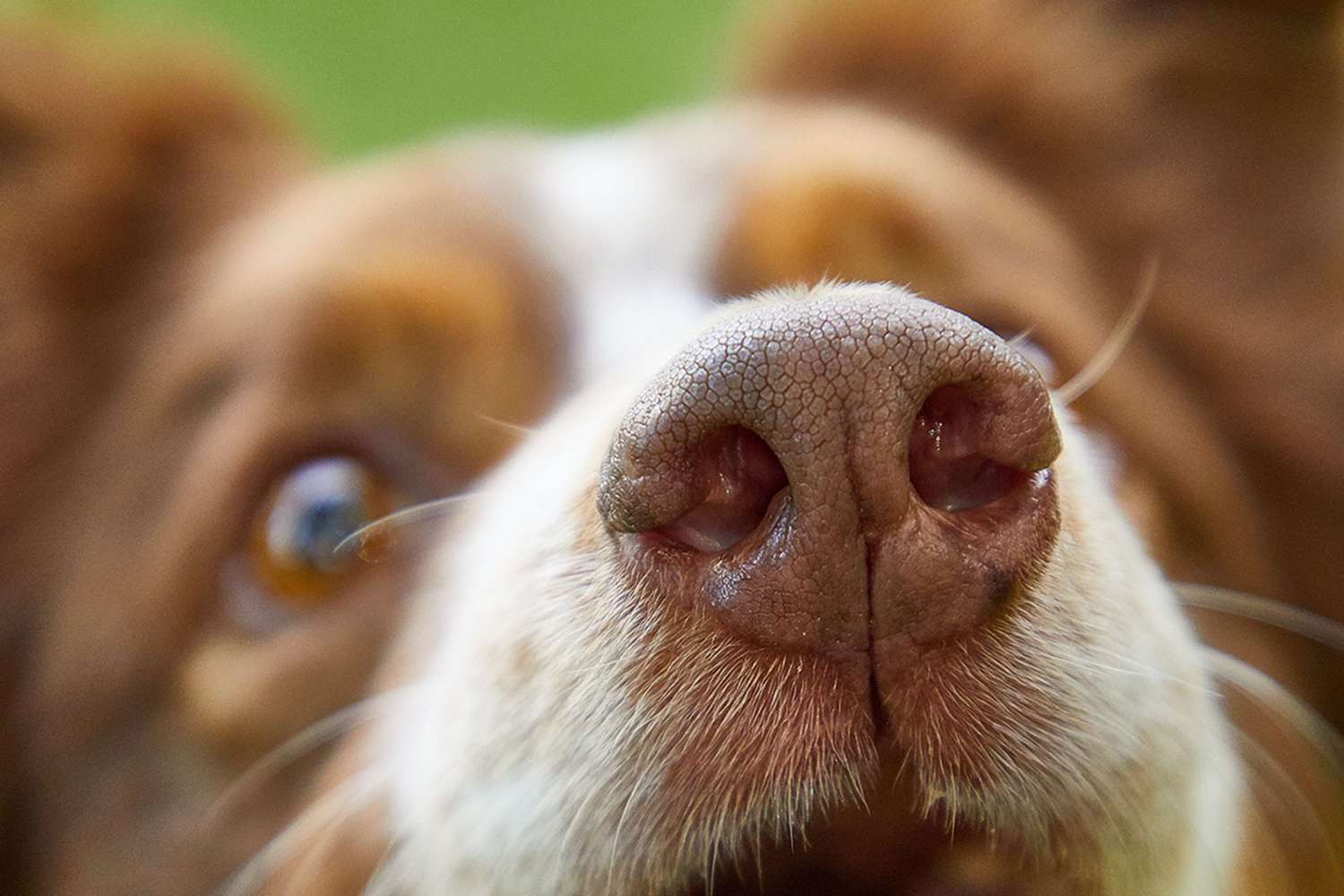 close up of dog's nose; why do dogs sniff your private parts
