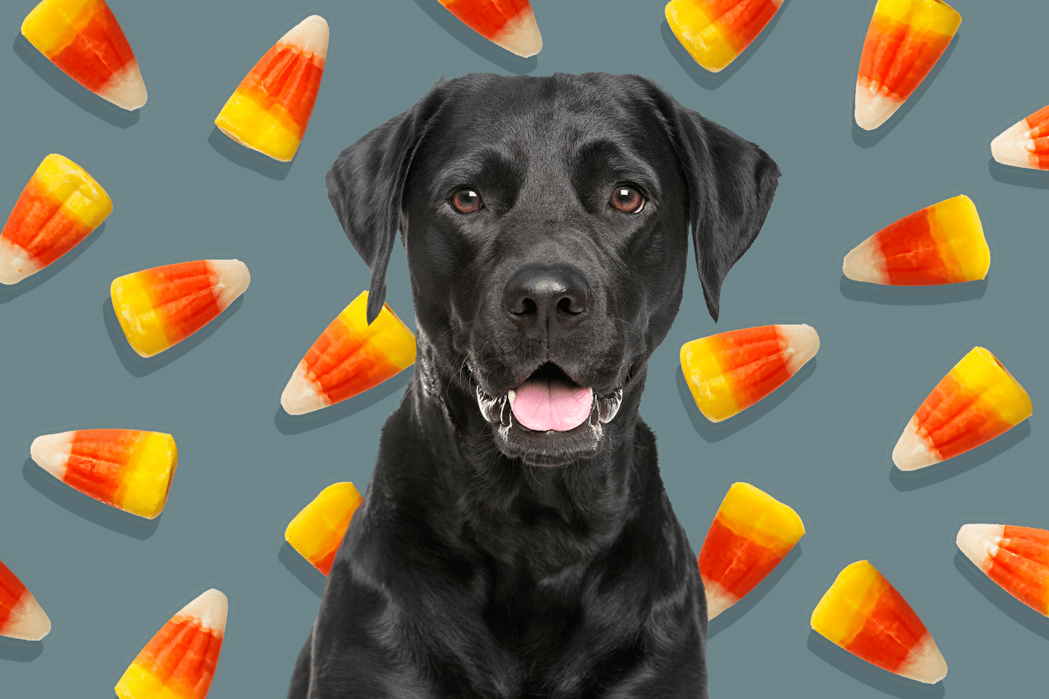 dog with candy corn pattern in background; can dogs eat candy corn?