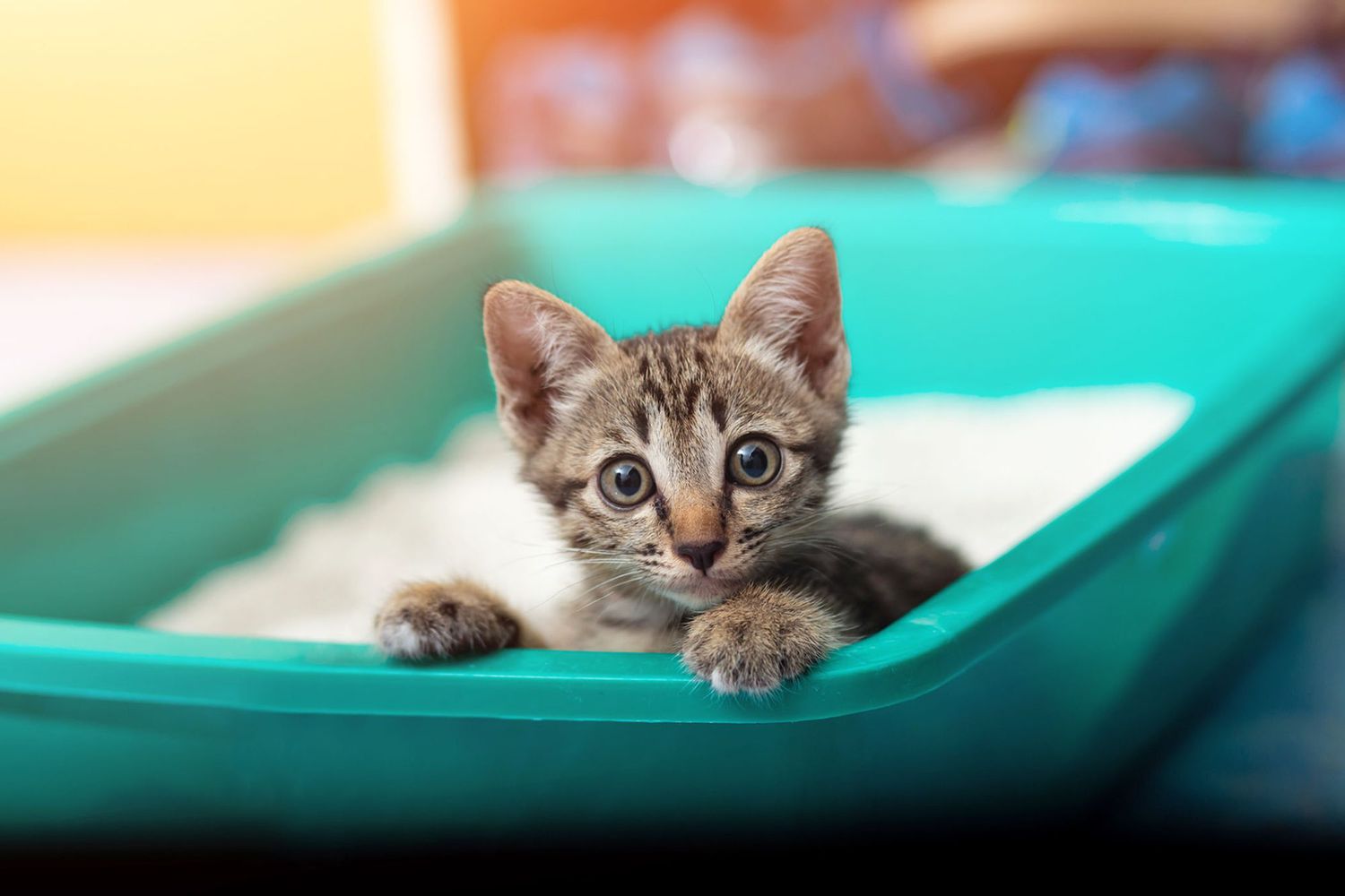 kitten in litter box; where to put a litter box