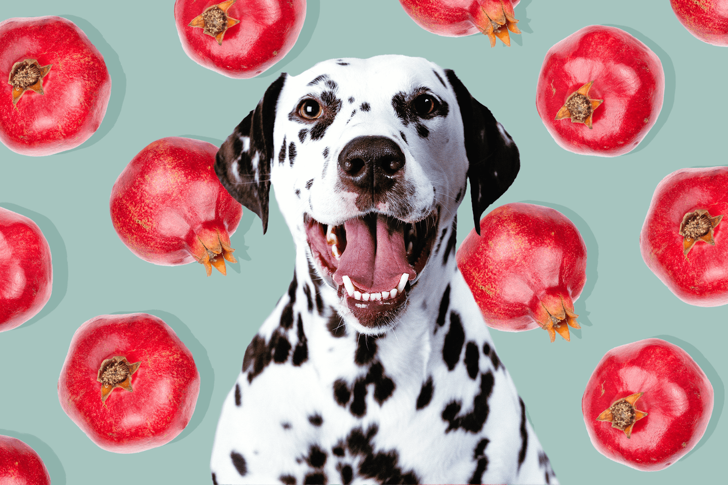 dog with background of Pomegranate pattern; Can Dogs Eat Pomegranate?