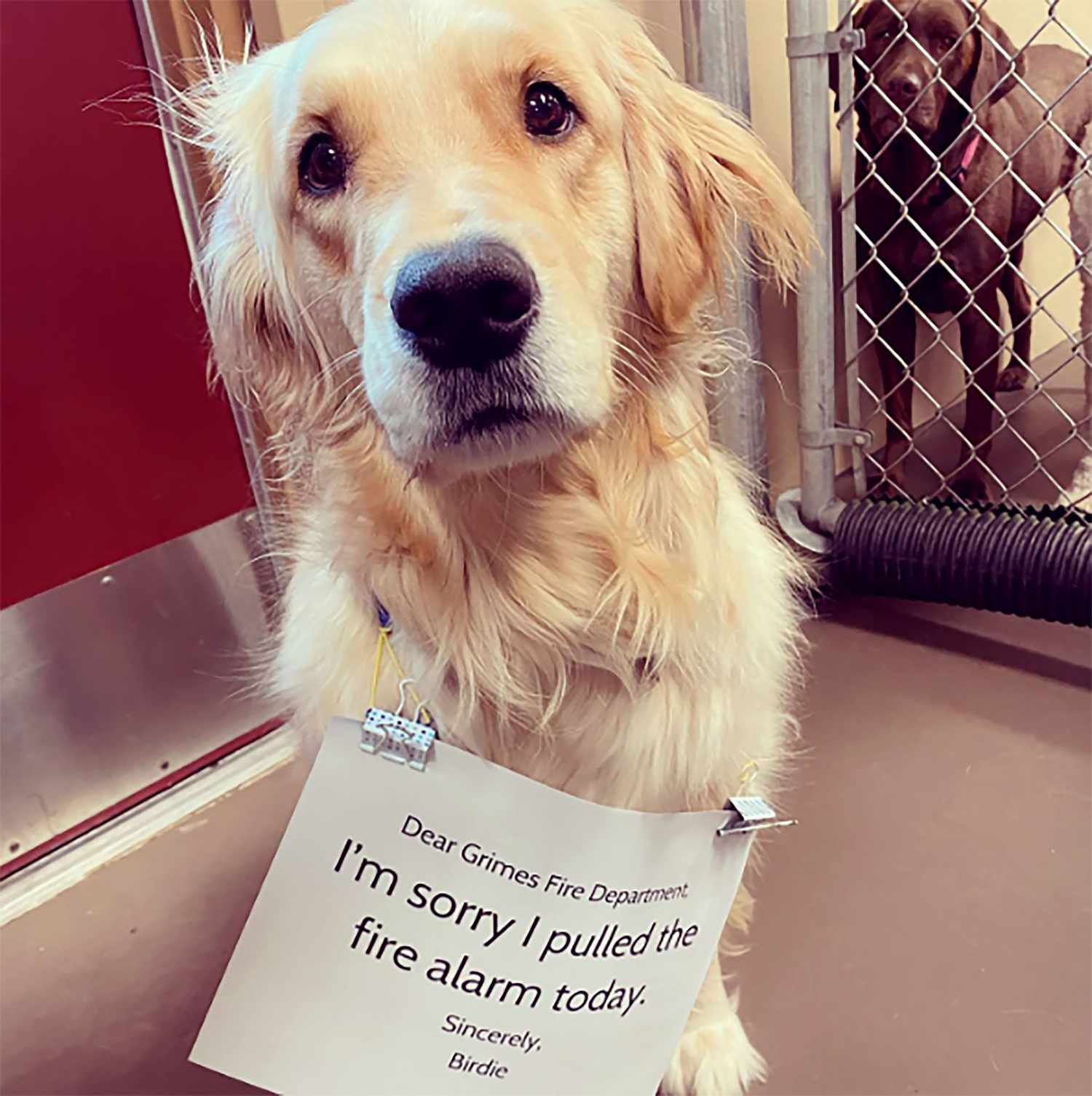 dog that pulled a fire alarm poses with a sign attached that apologizes for the fire department