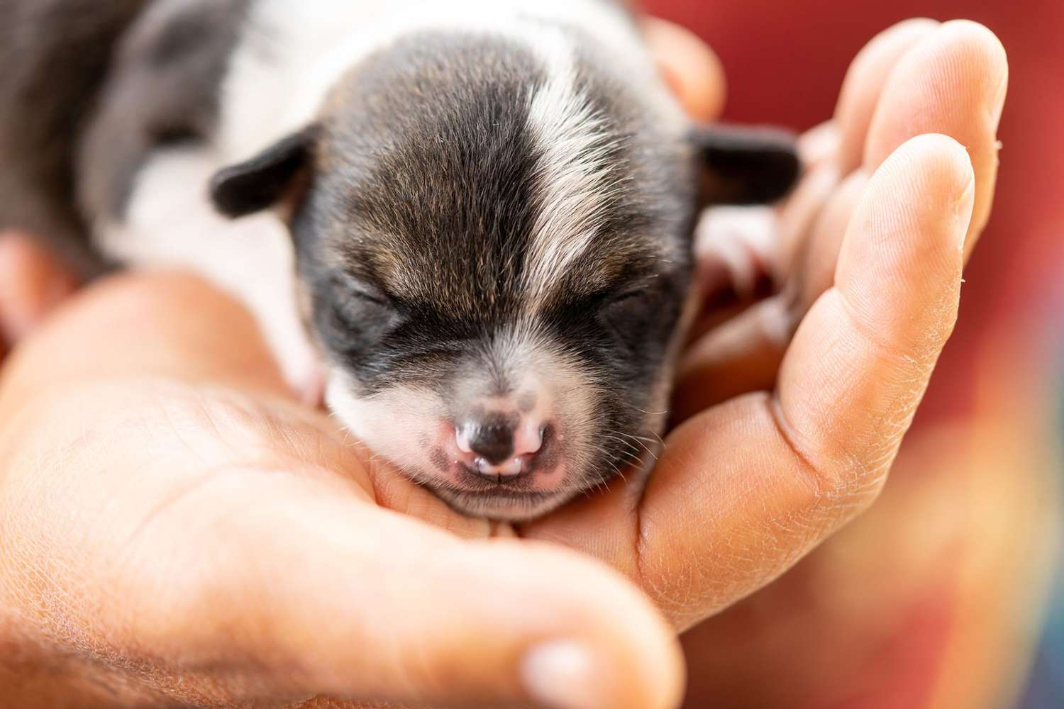 man holding 2-week old puppy in his palm; fading puppy syndrome