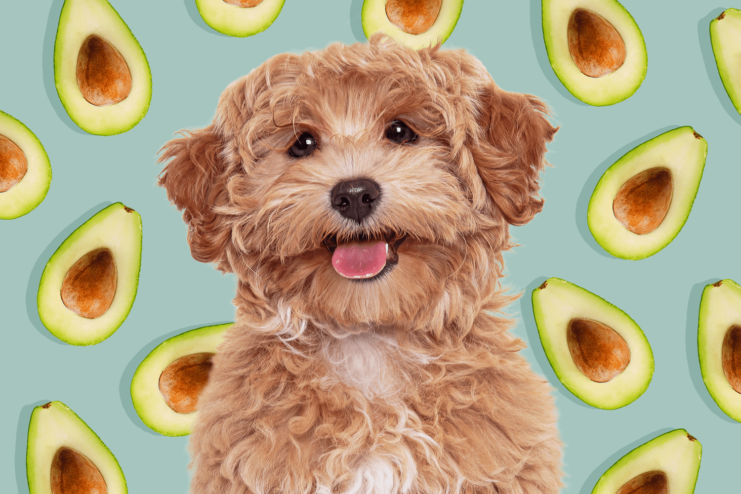 dog with background of avocados; can dogs eat avocado?