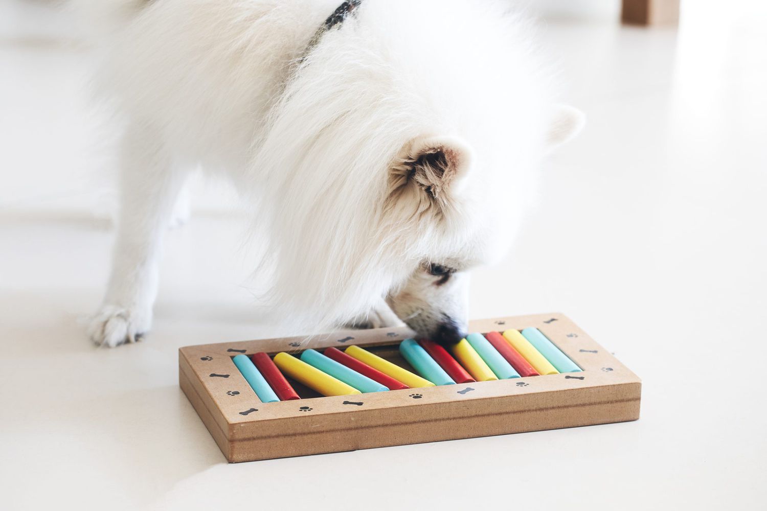 dog playing with dog puzzle; dog activities for new year's party