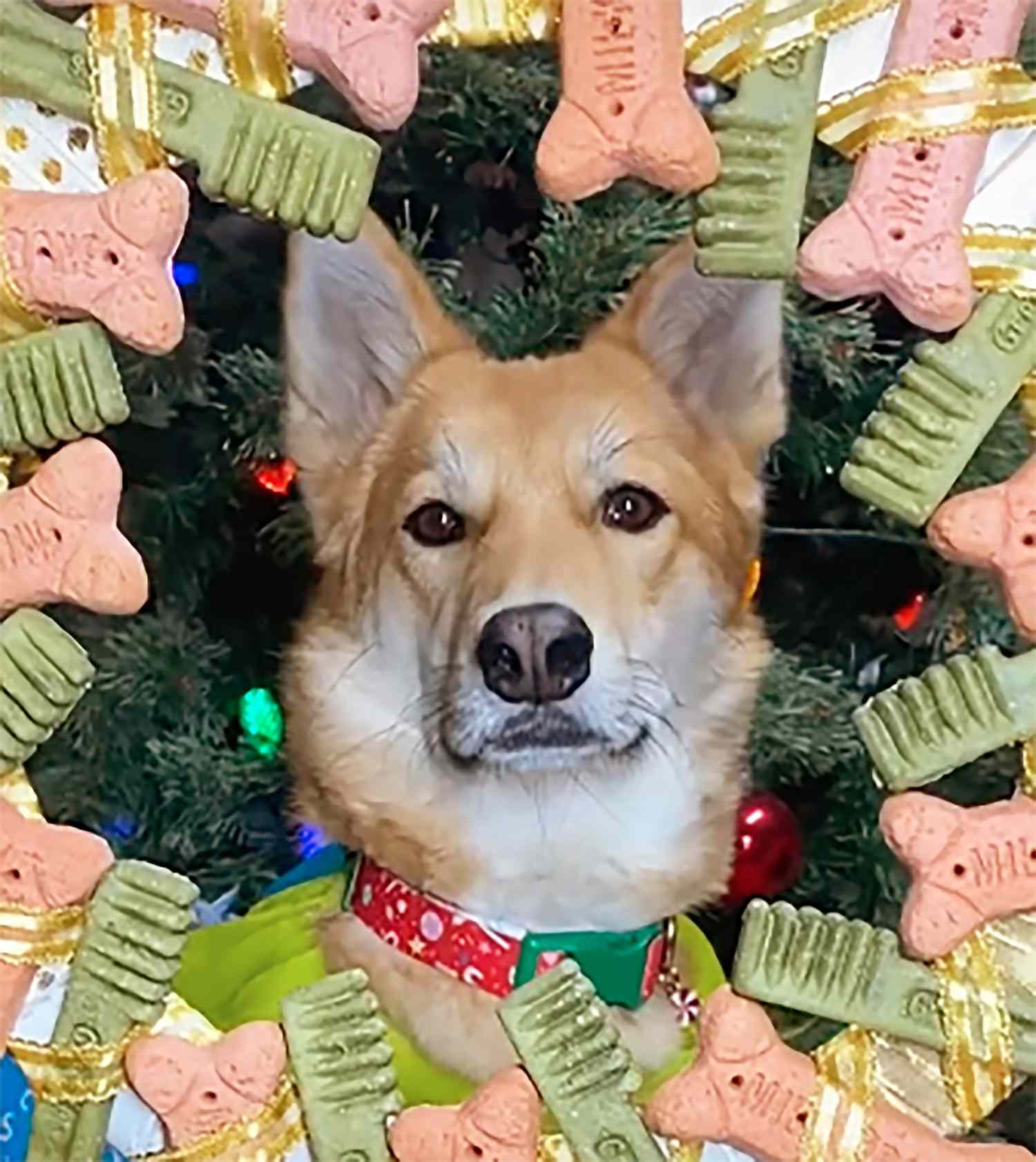 dog looking through center of a DIY dog bone wreath