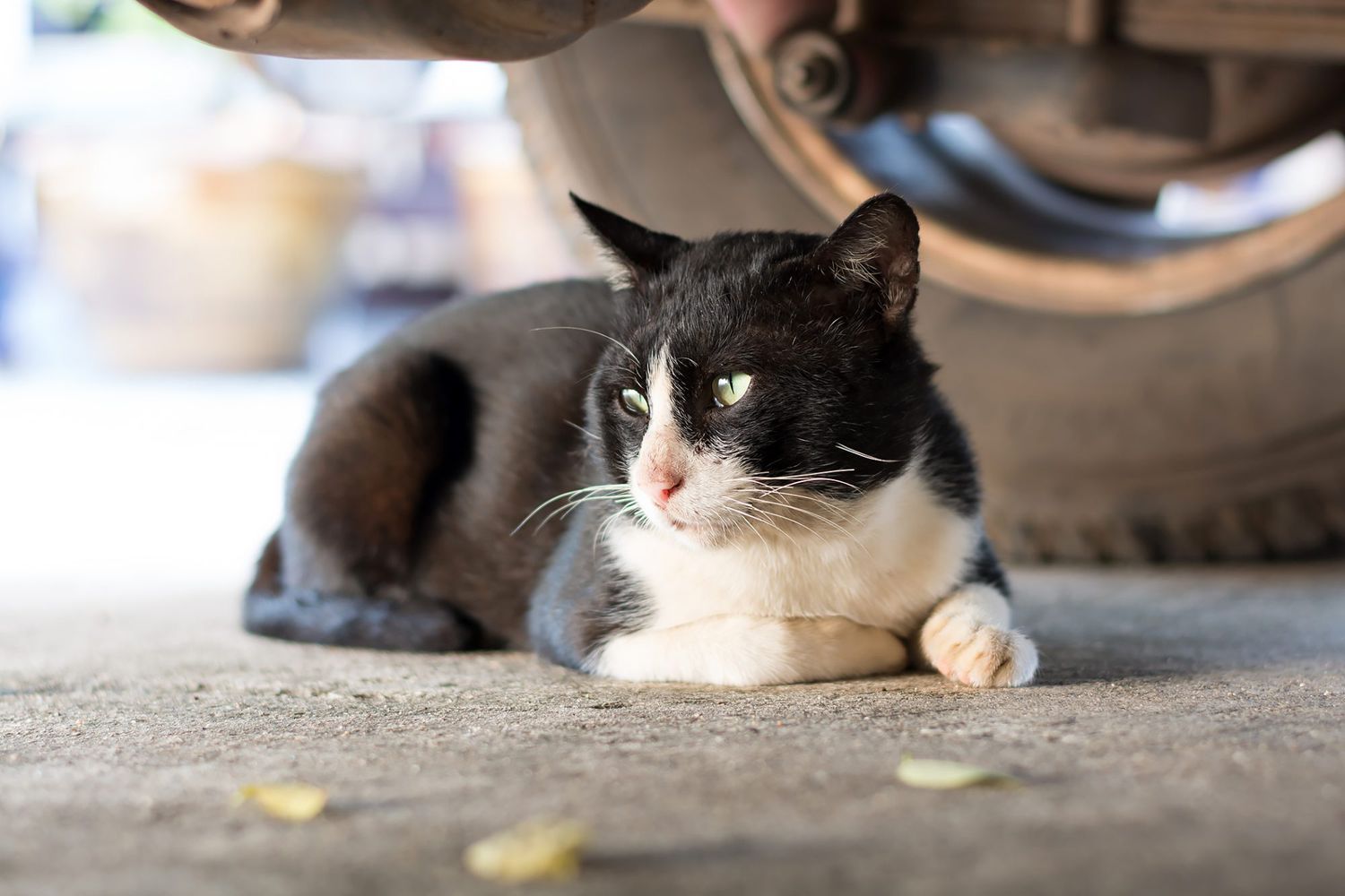 cat laying under a car; what to do if your cat drinks antifreeze