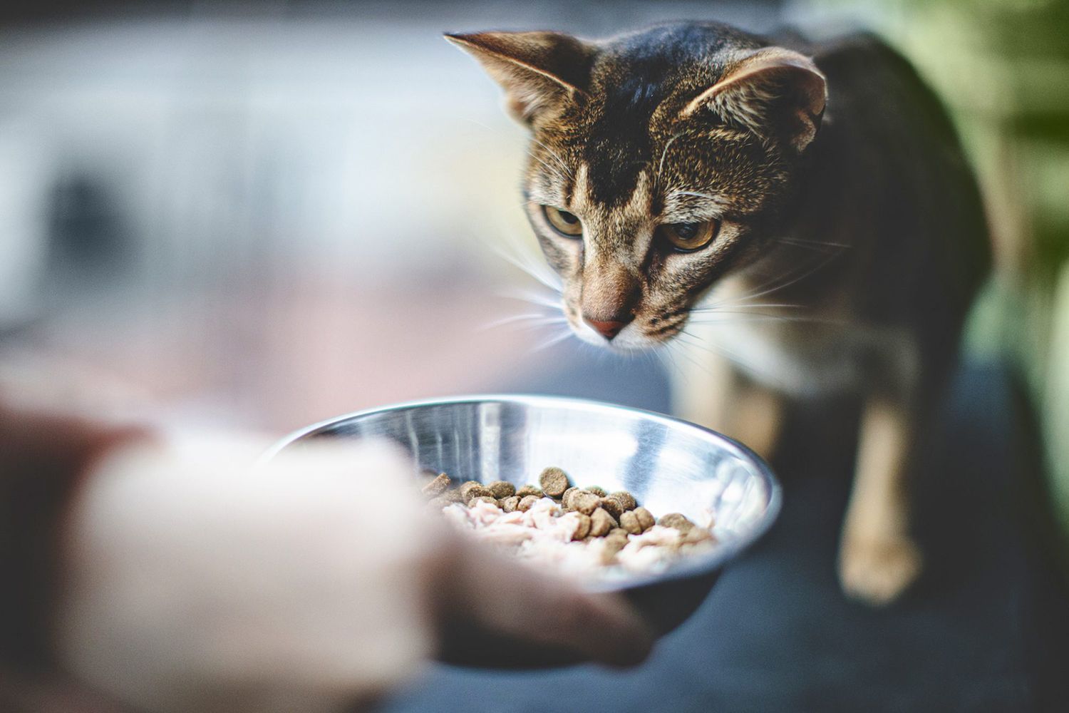 cat eating dry cat food; Texas pet food recall