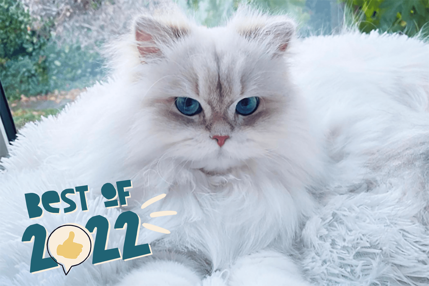 white persian cat on white shag pillow; best instagram cuteness of 2022