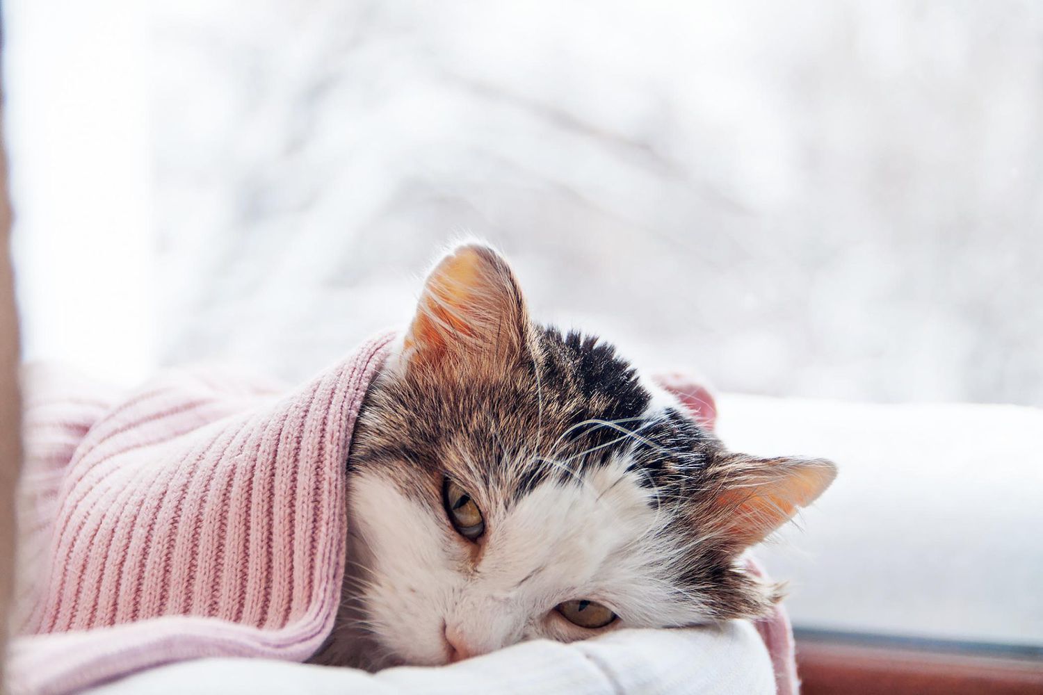 cat laying with blanket; does your cat have a cold?