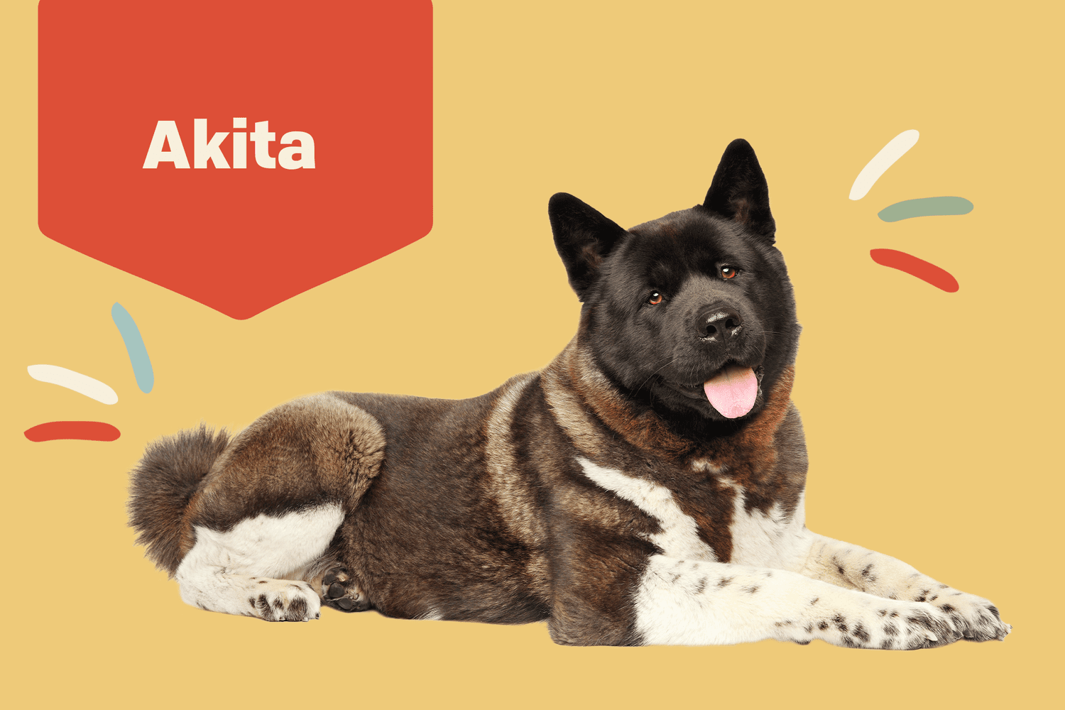 Akit dog on profile treatment background