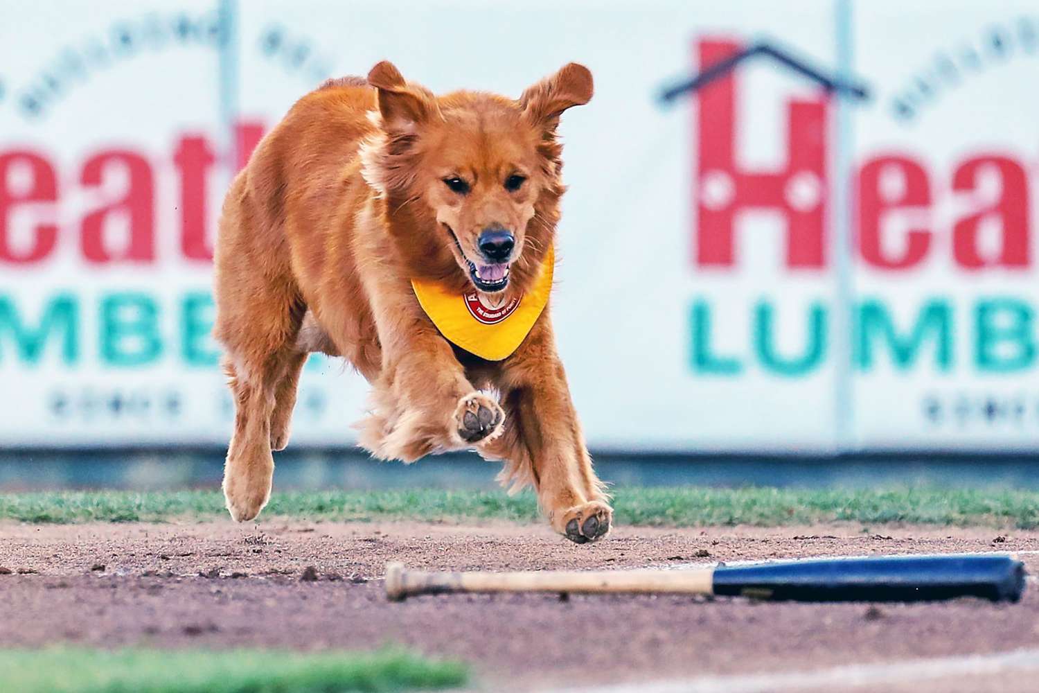 dog jumps at baseball bat for Trenton Thunder