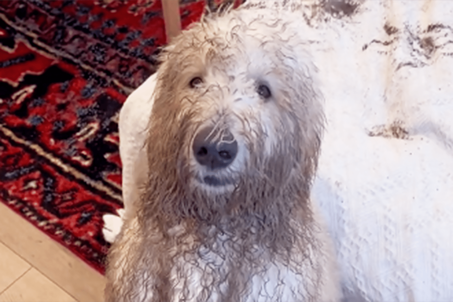 Goldendoodle Dirties Couch With Muddy Zoomies in Viral TikTok | Daily Paws