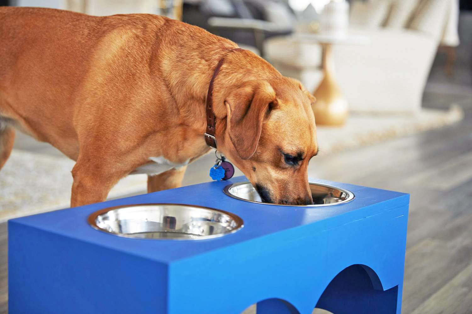 dog eating from raised dog bowls