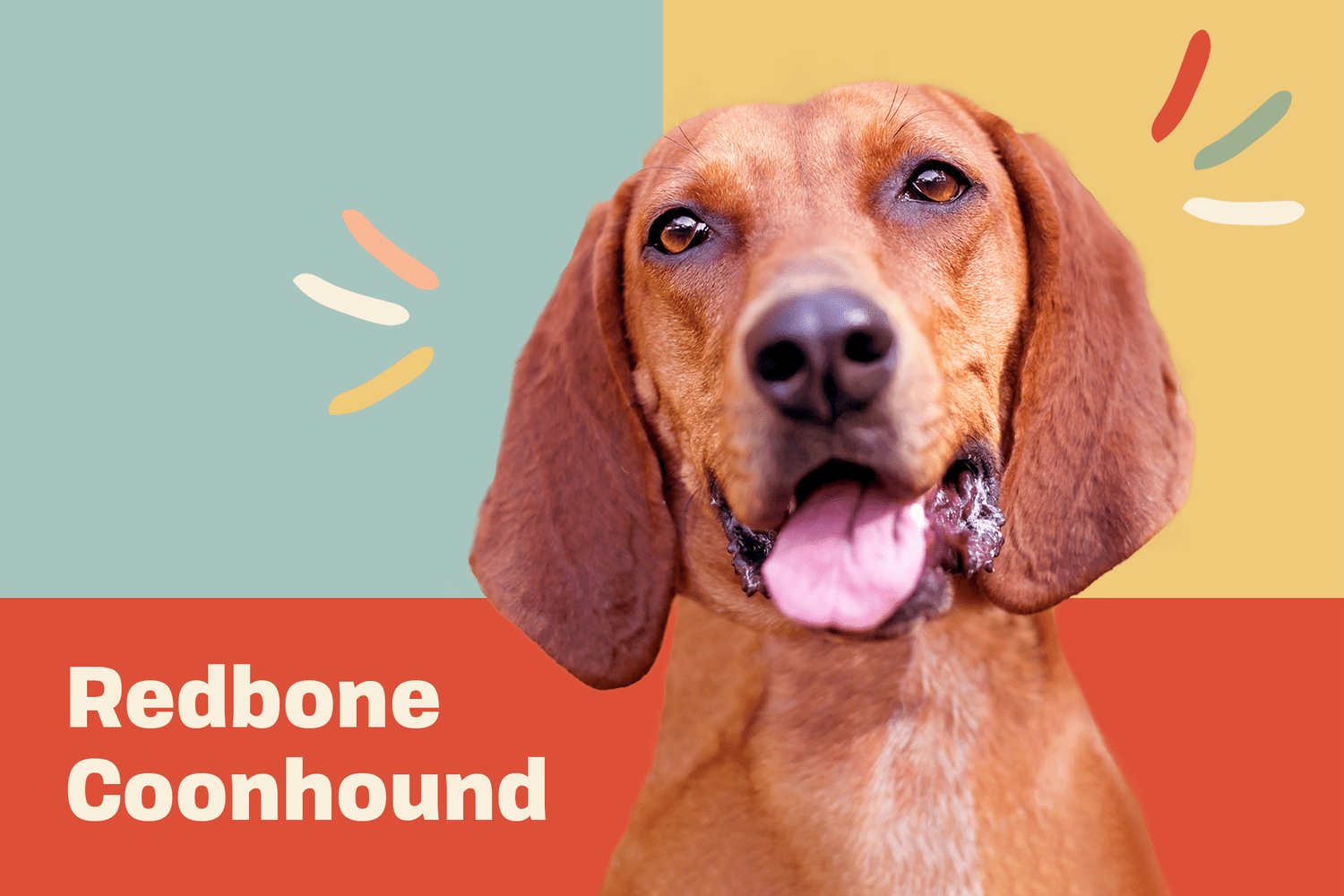 redbone coonhound dog breed profile treatment