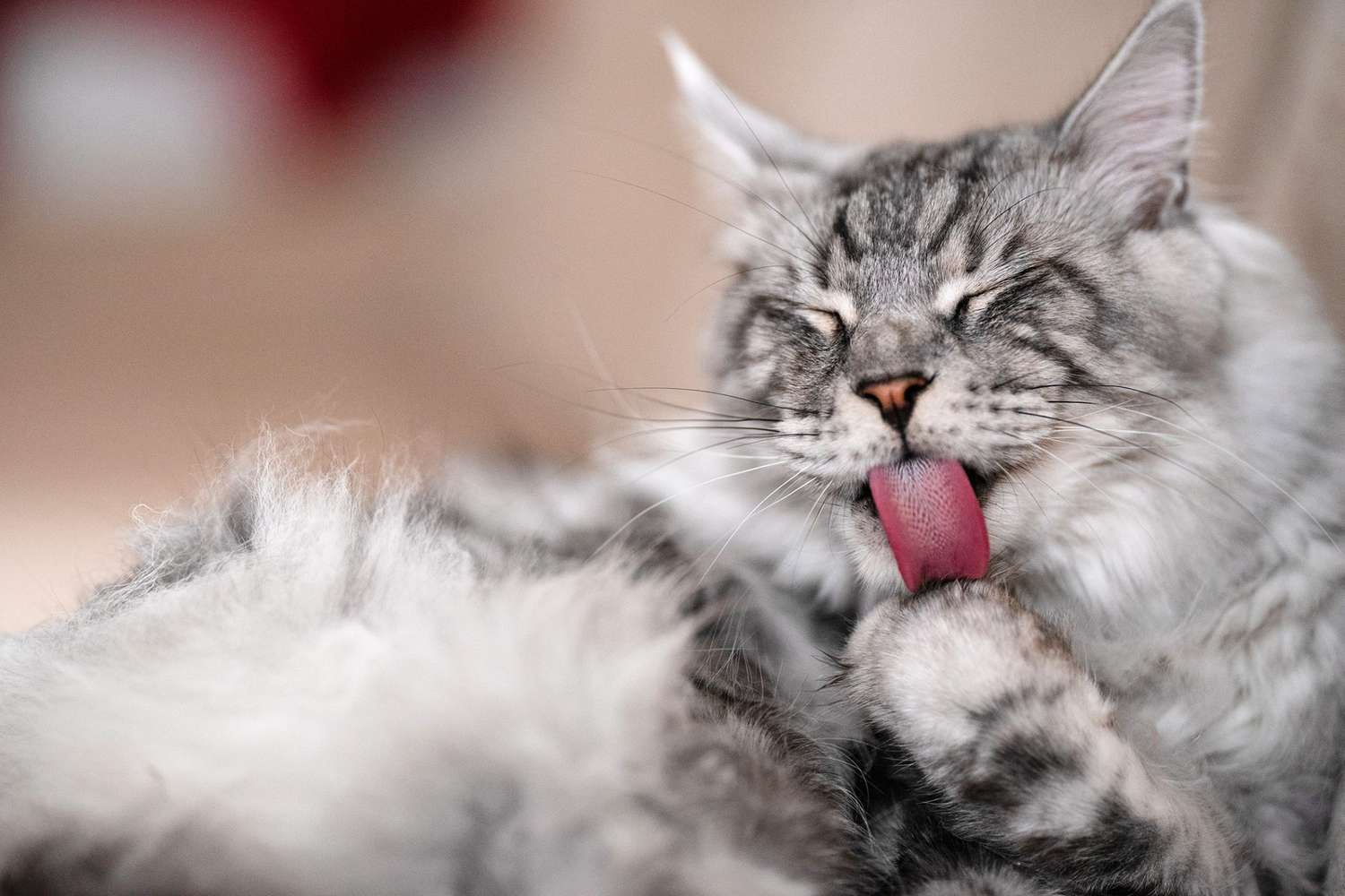 cat licking his paw; Does Your Cat Have Miliary Dermatitis?