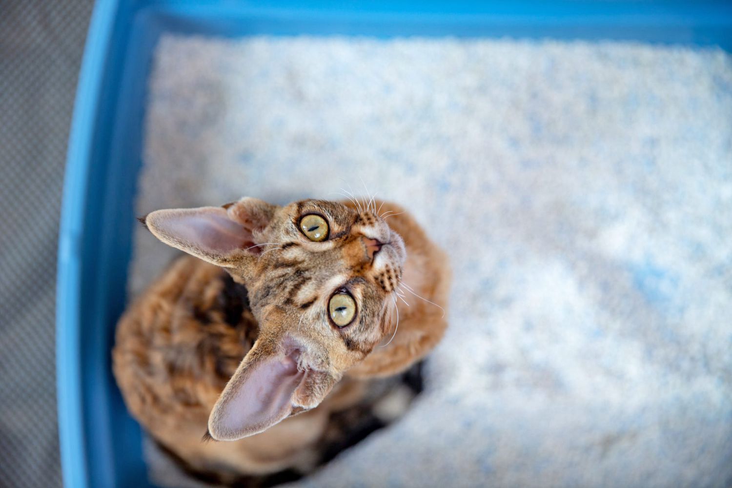 cat in litter box, What to Do if Your Cat Has Diarrhea