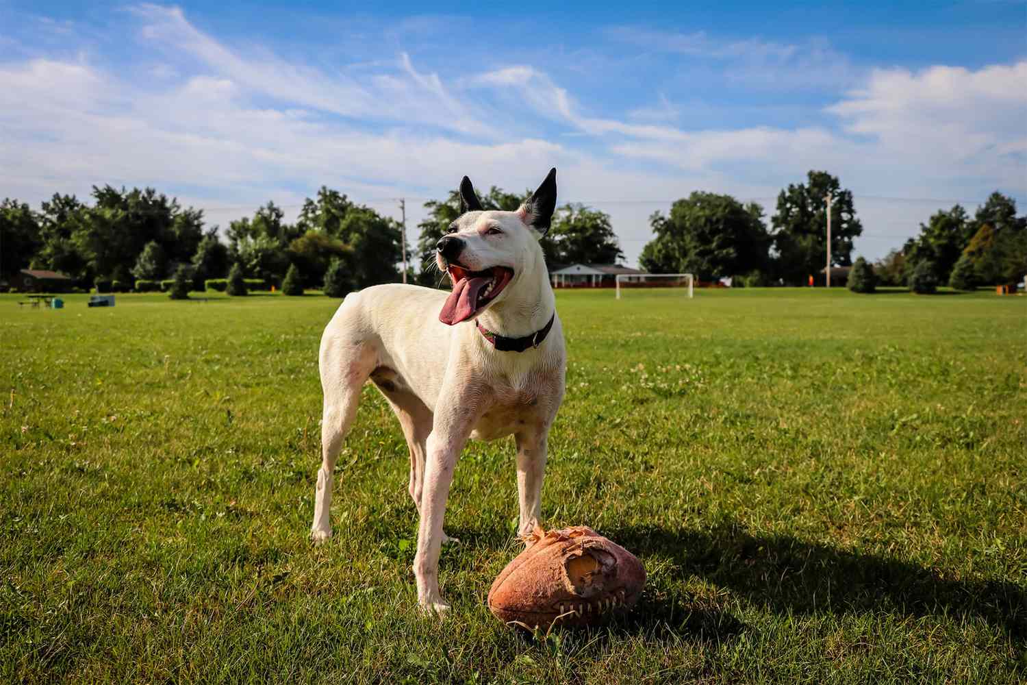 dog stands by football toy in large grassy area