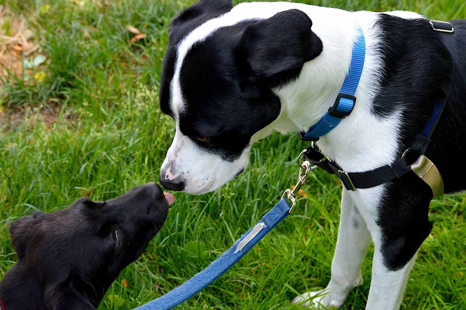 black and white dog sniffs smaller black dog