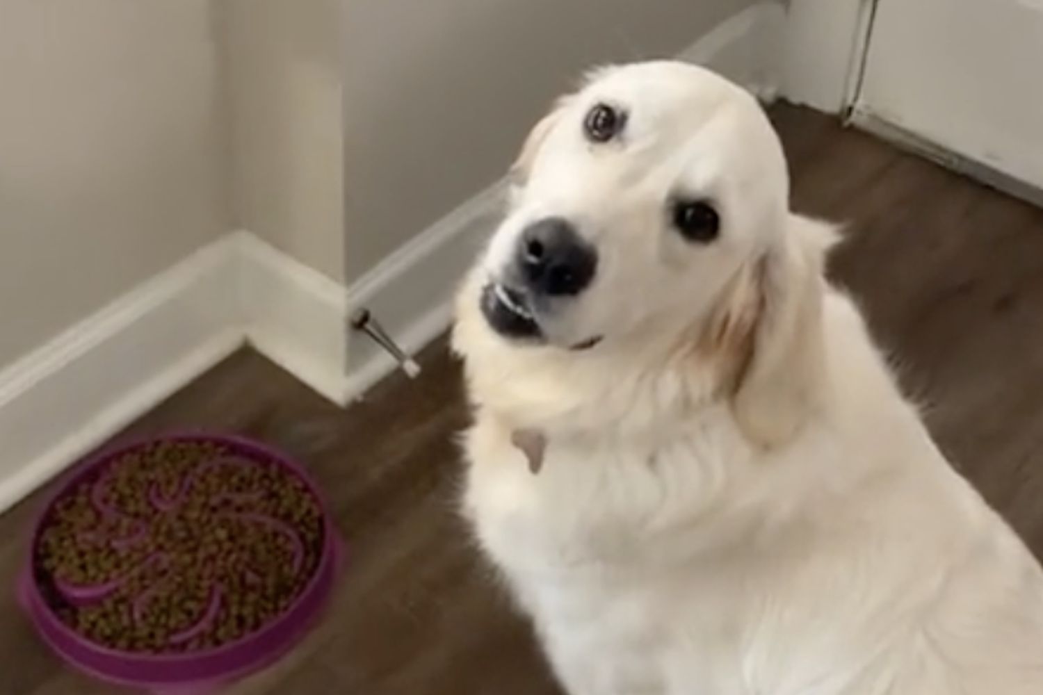 a light colored golden retriever-type dog sits in front of a purple slow feeder bowl while looking directly at camera