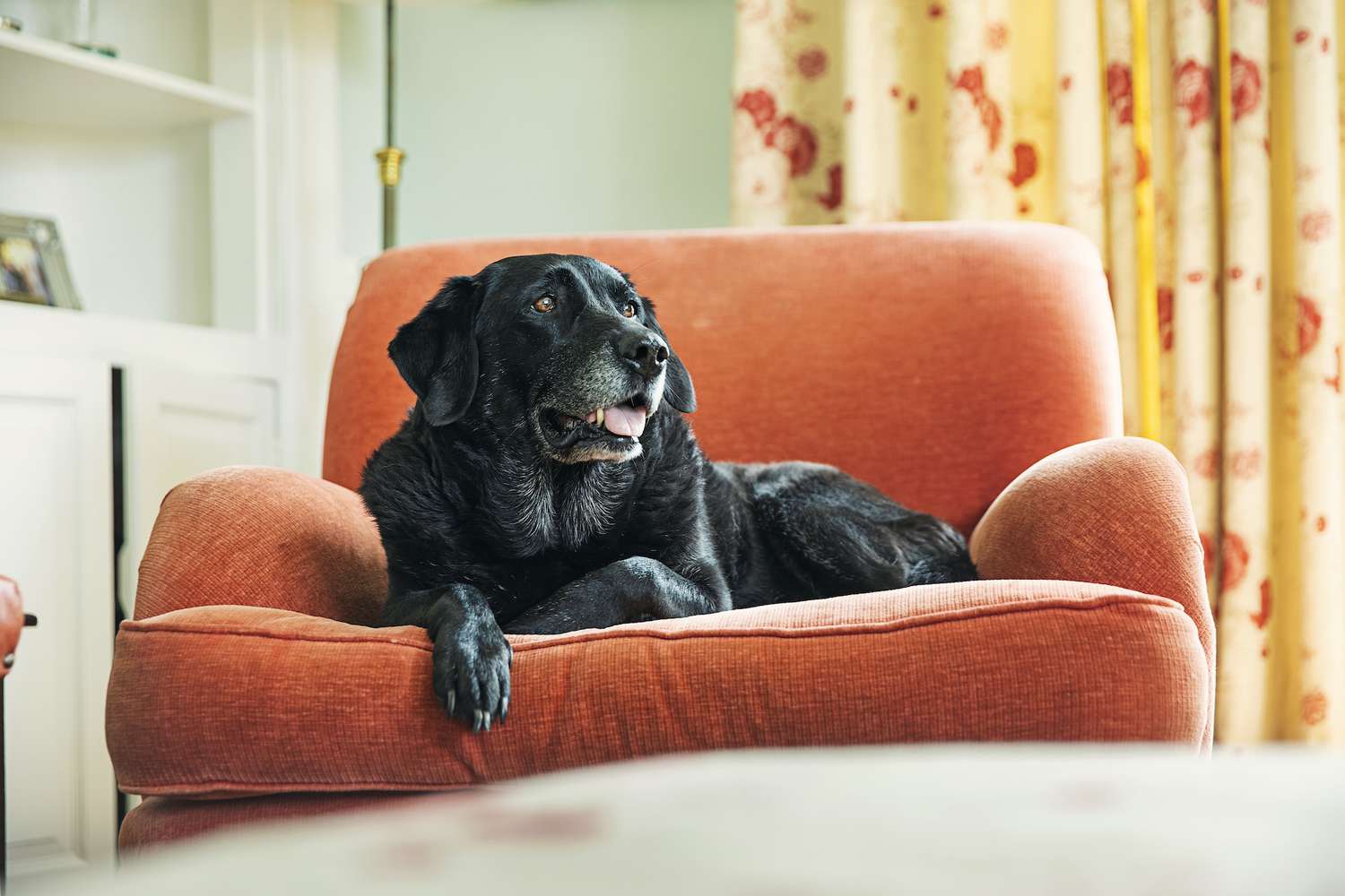 a senior black labrador retriever rests on an orange armchair