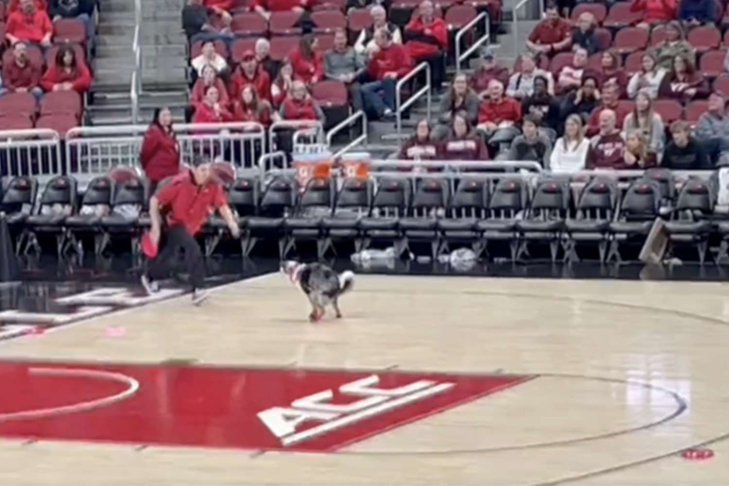 man rushes toward dog squatting to poop on basketball court