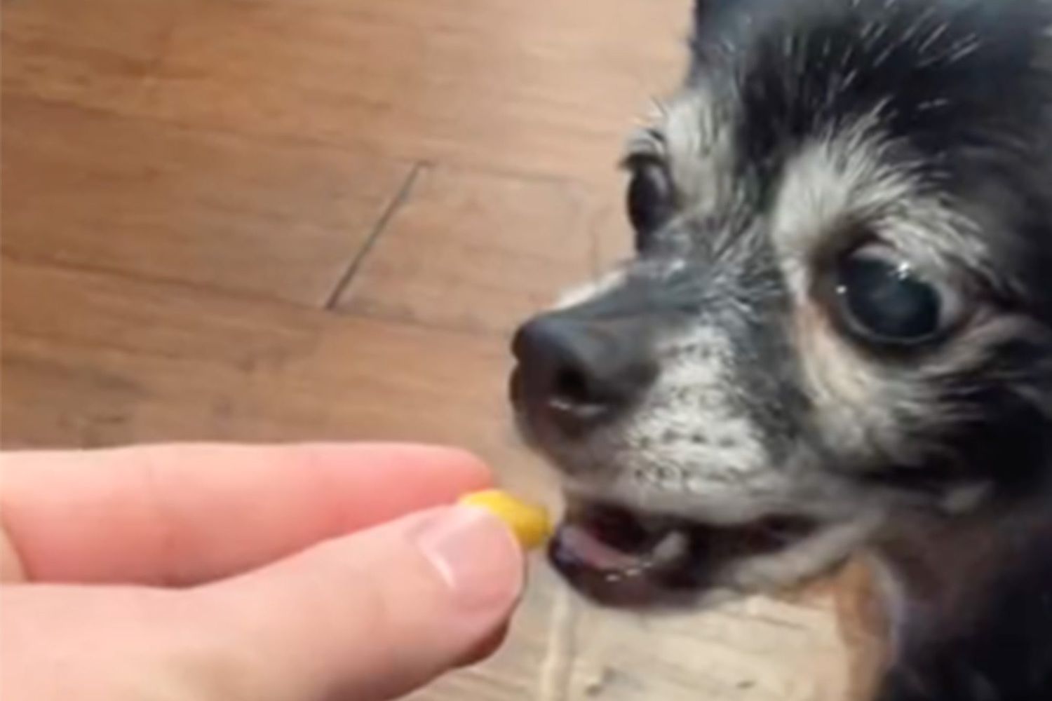 human hand feeds small piece of cheese to small dog