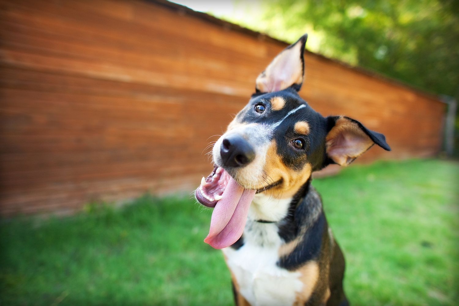 a black, tan, and white dog with large ears smiles at camera with tongue out the side