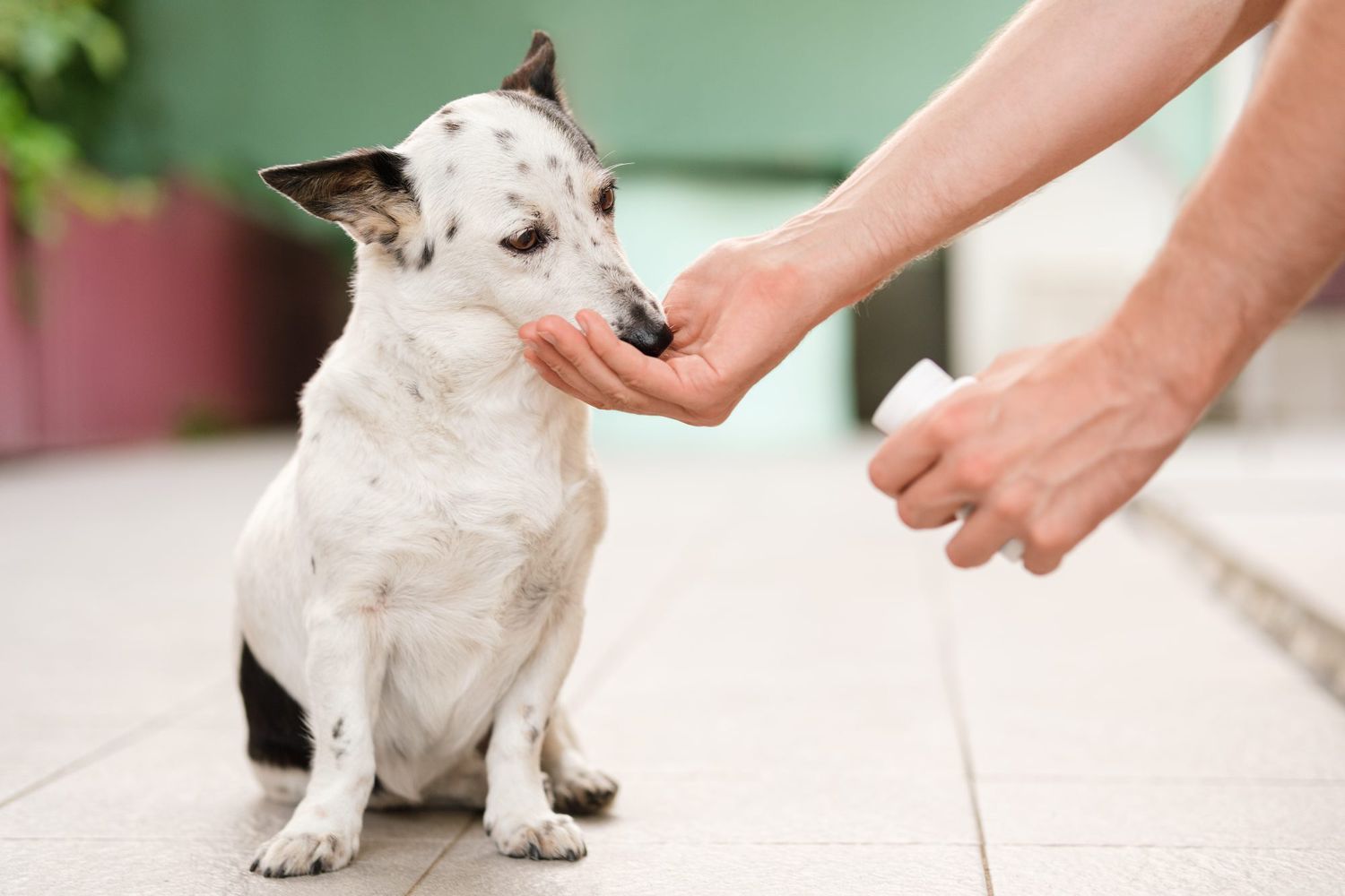 human hand gives medicine to small white dog with black spots