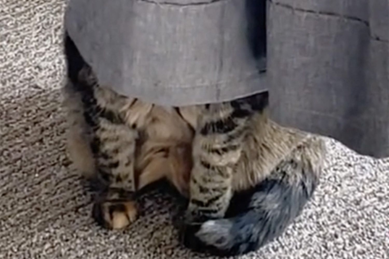 striped cat hides face under a curtain