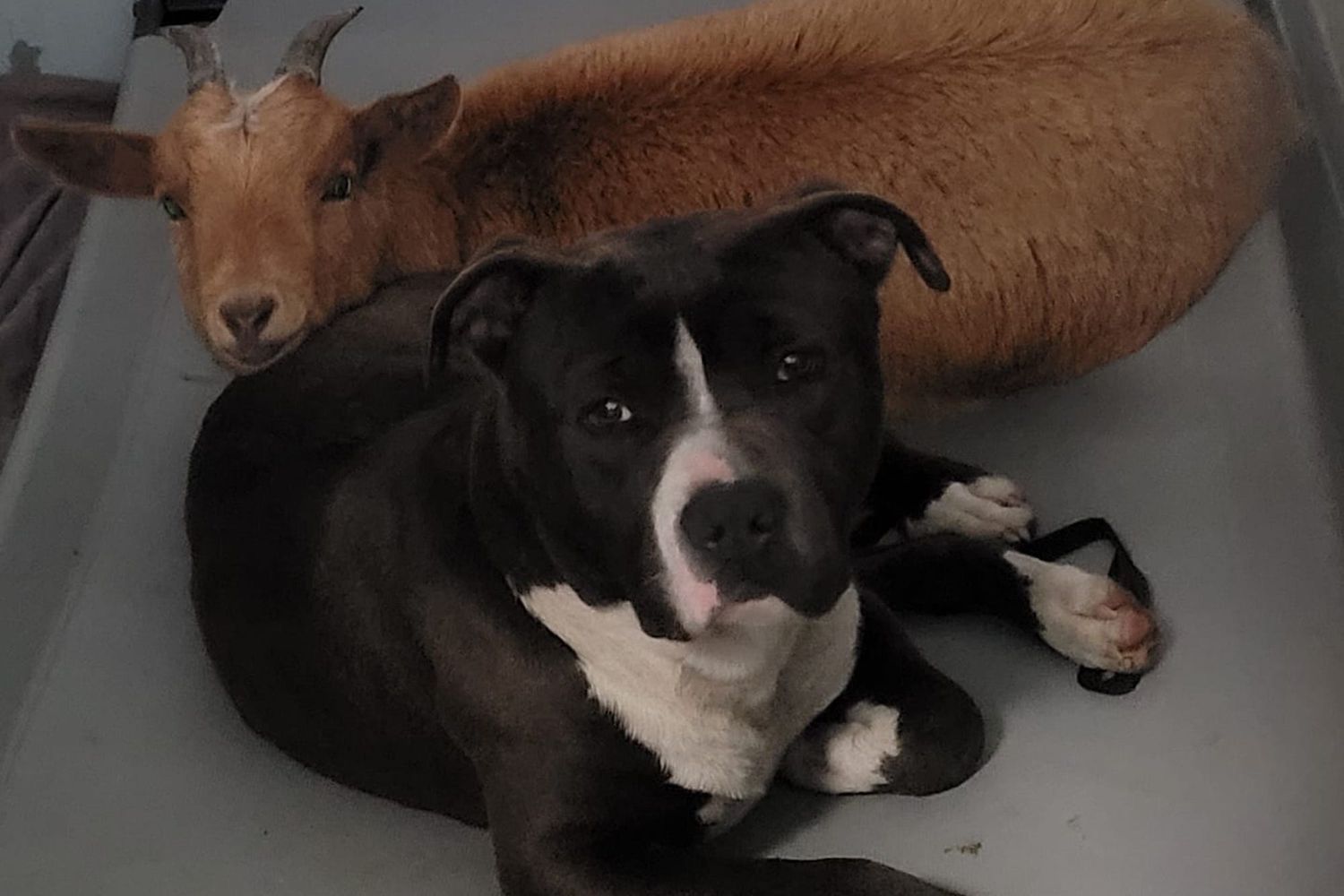 a tan goat rests her head on a black american bully mix