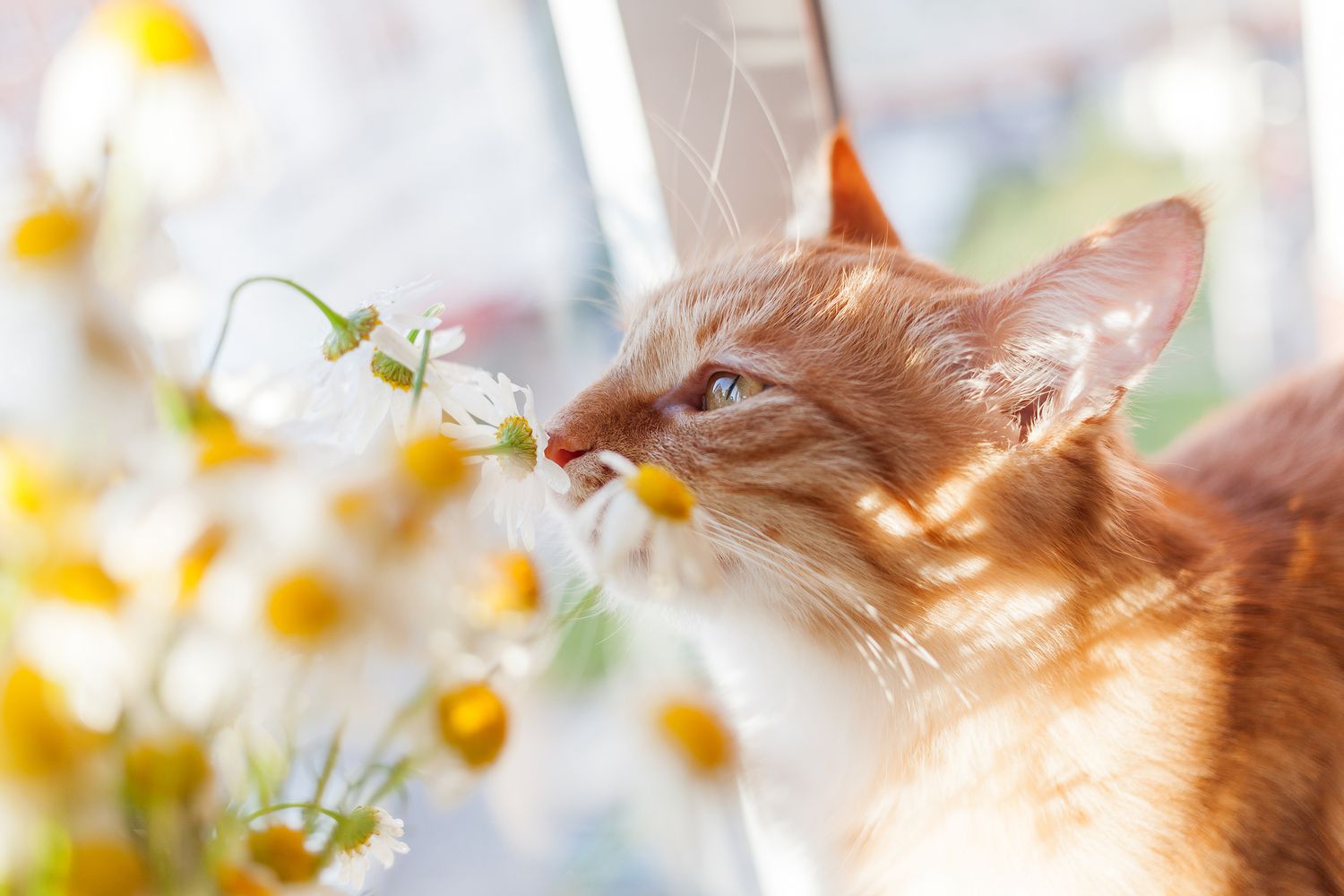 an orange tabby cat smells small, white flowers