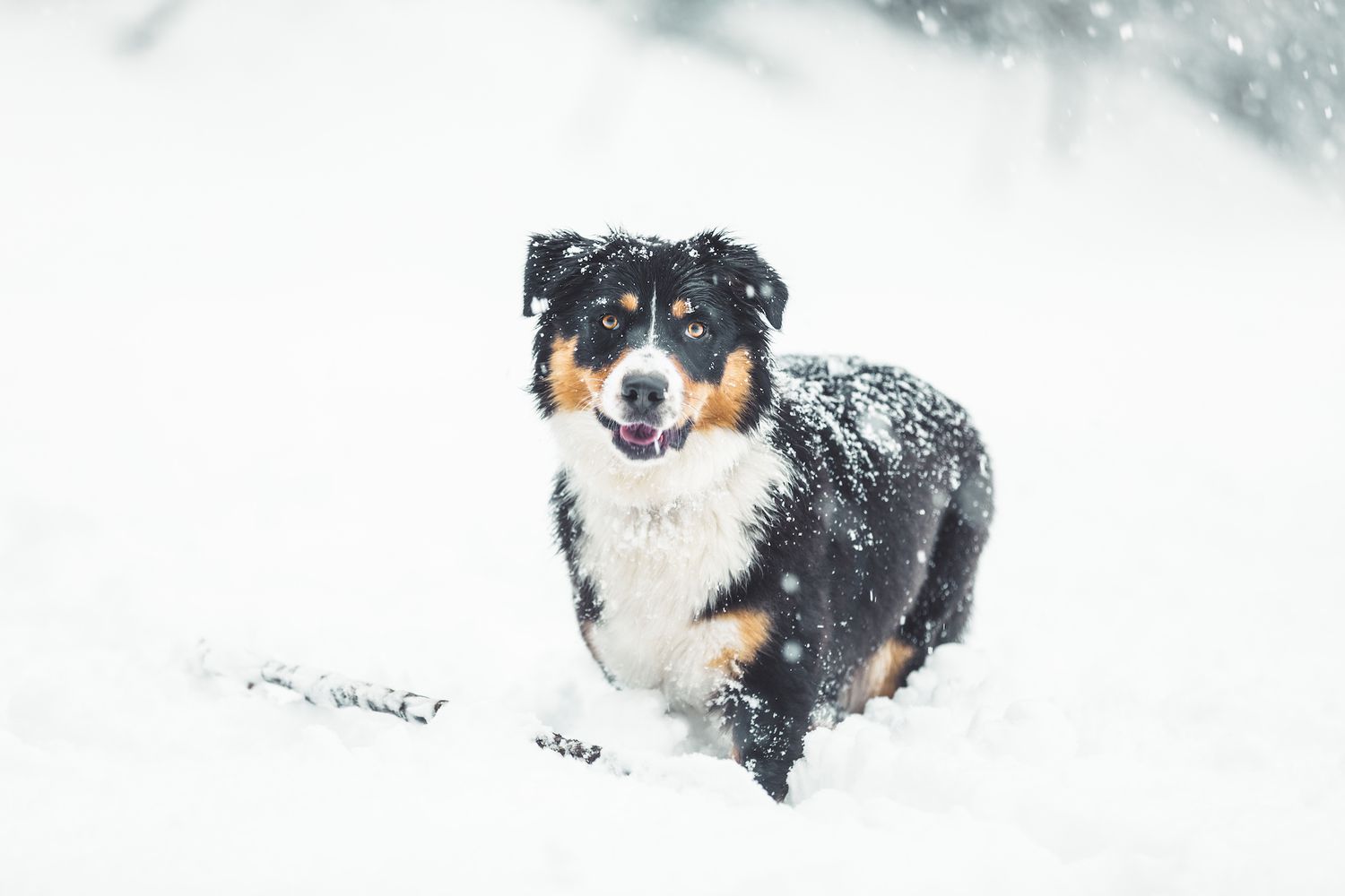 a tri-color australian shepherd stands in the snow