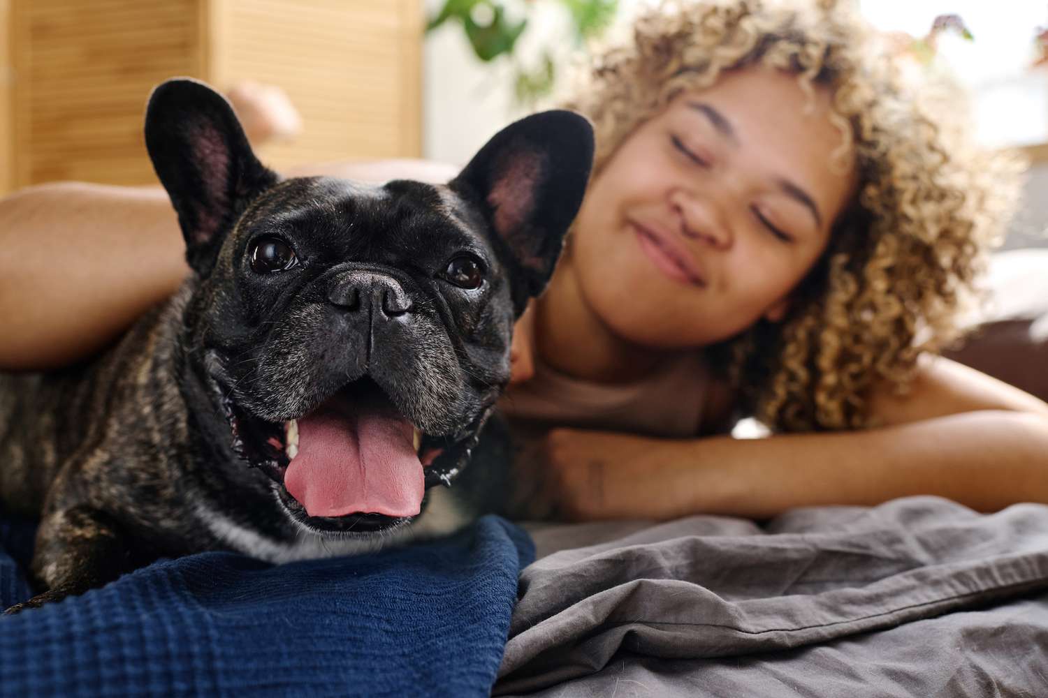 a woman lays in bed with a brindle french bulldog.