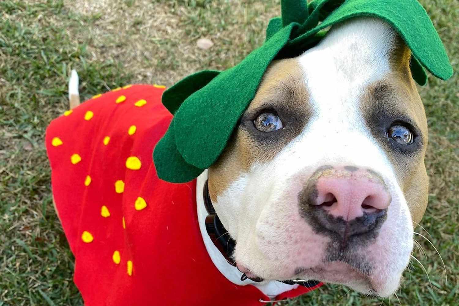 a white and brown pit bull with bump on her head wears a strawberry costume