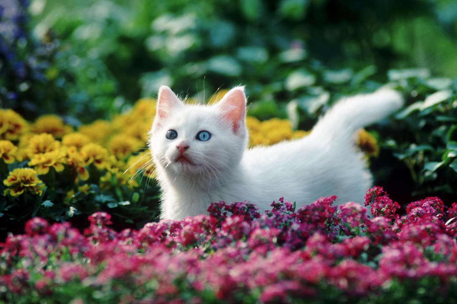 a white kitten with blue eyes stands in a field or red and yellow flowers