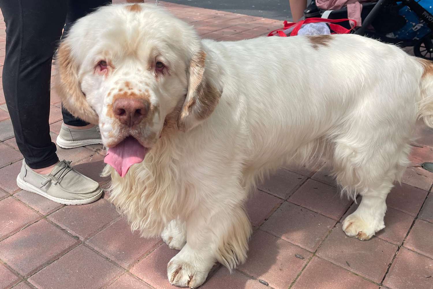 White Clumber spaniel with tongue out