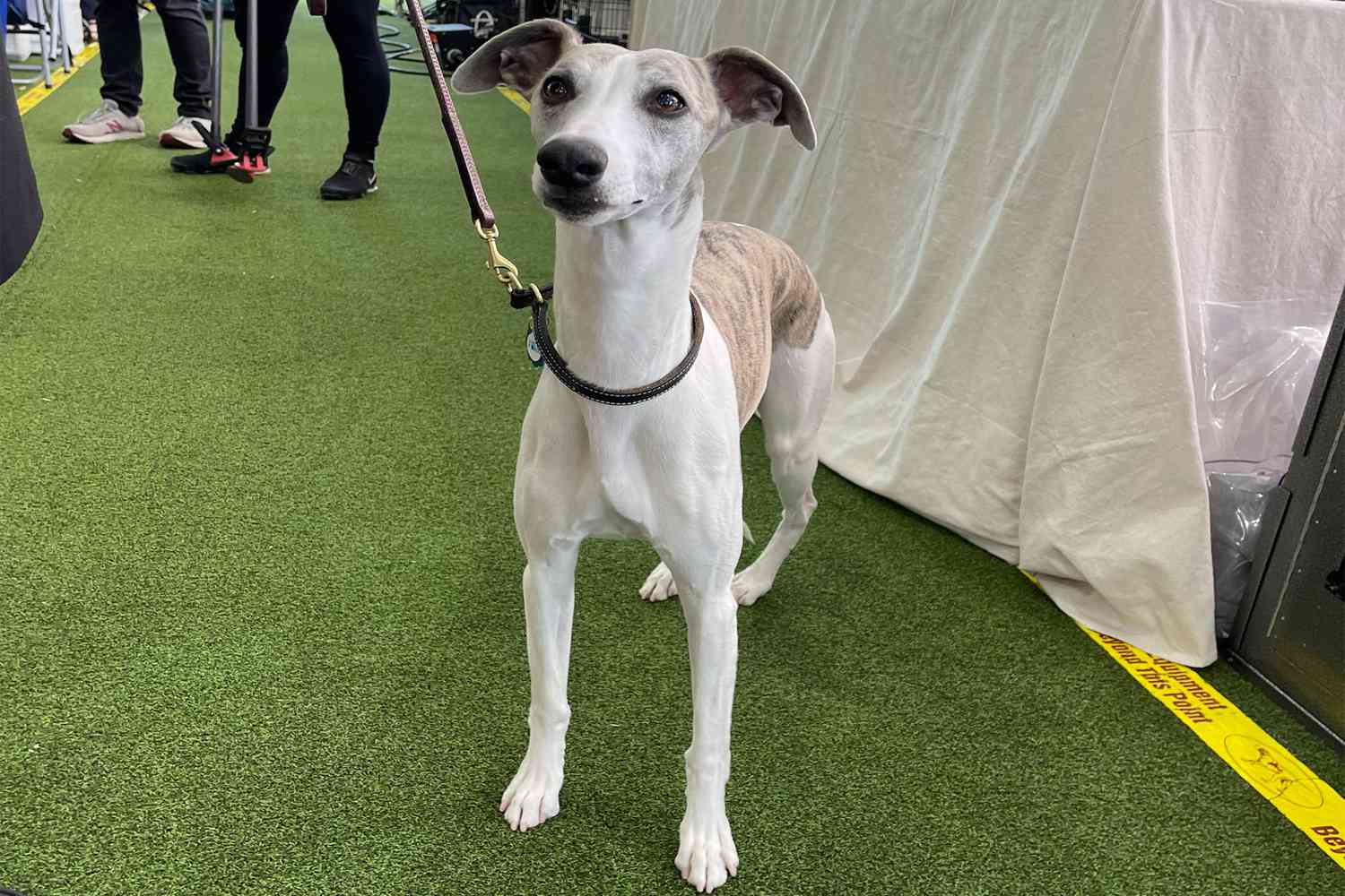 White and brown whippet standing on turf
