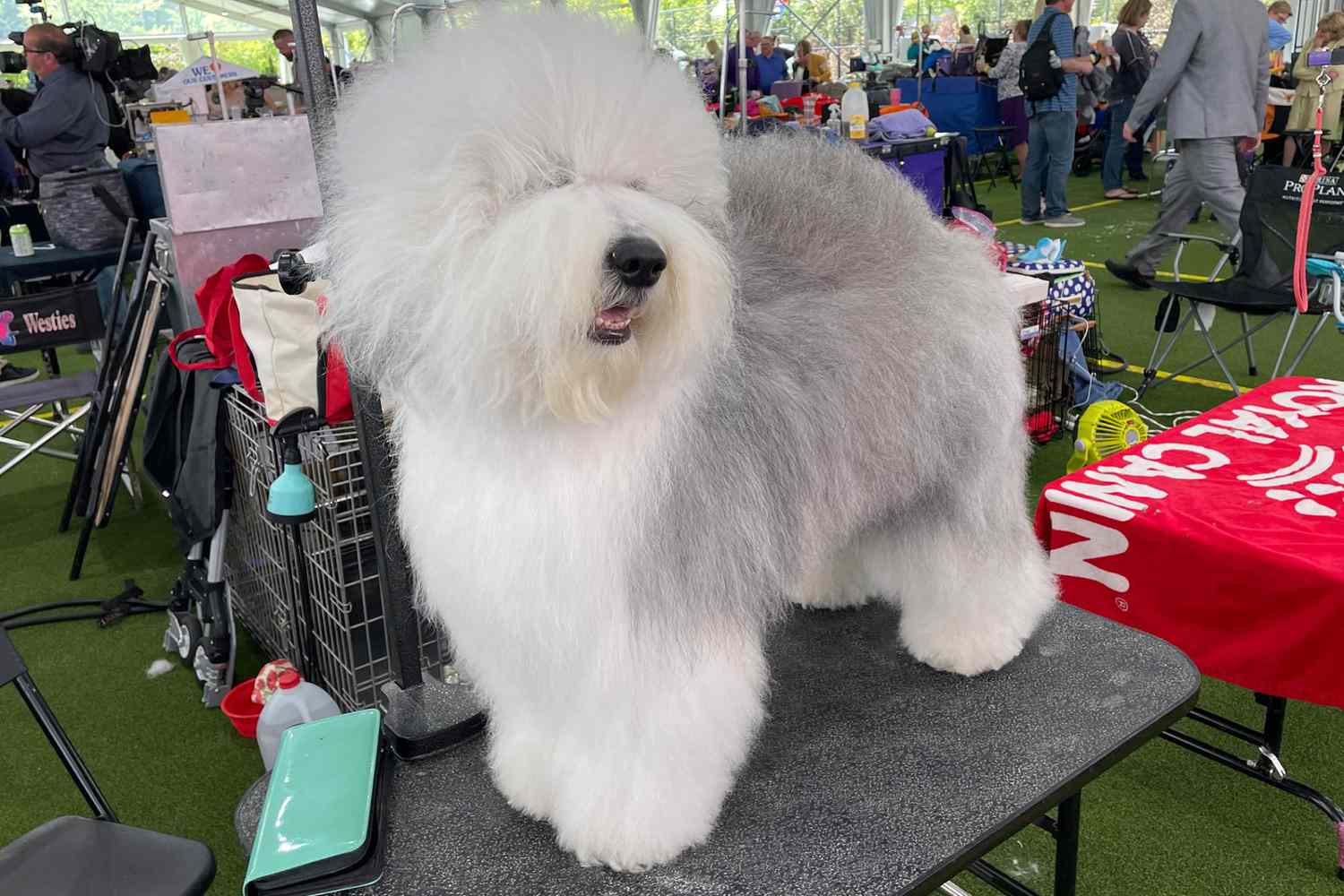 an old english sheepdog gets groomed at the Westminster Dog Show