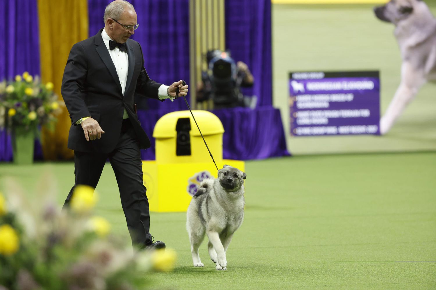 norweigan elkhound competes at westminster kennel club dog show