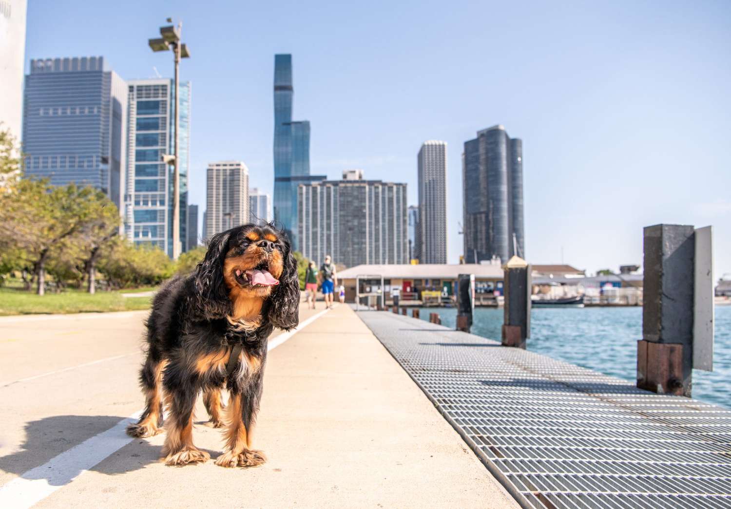 dog at chicago lakefront trail