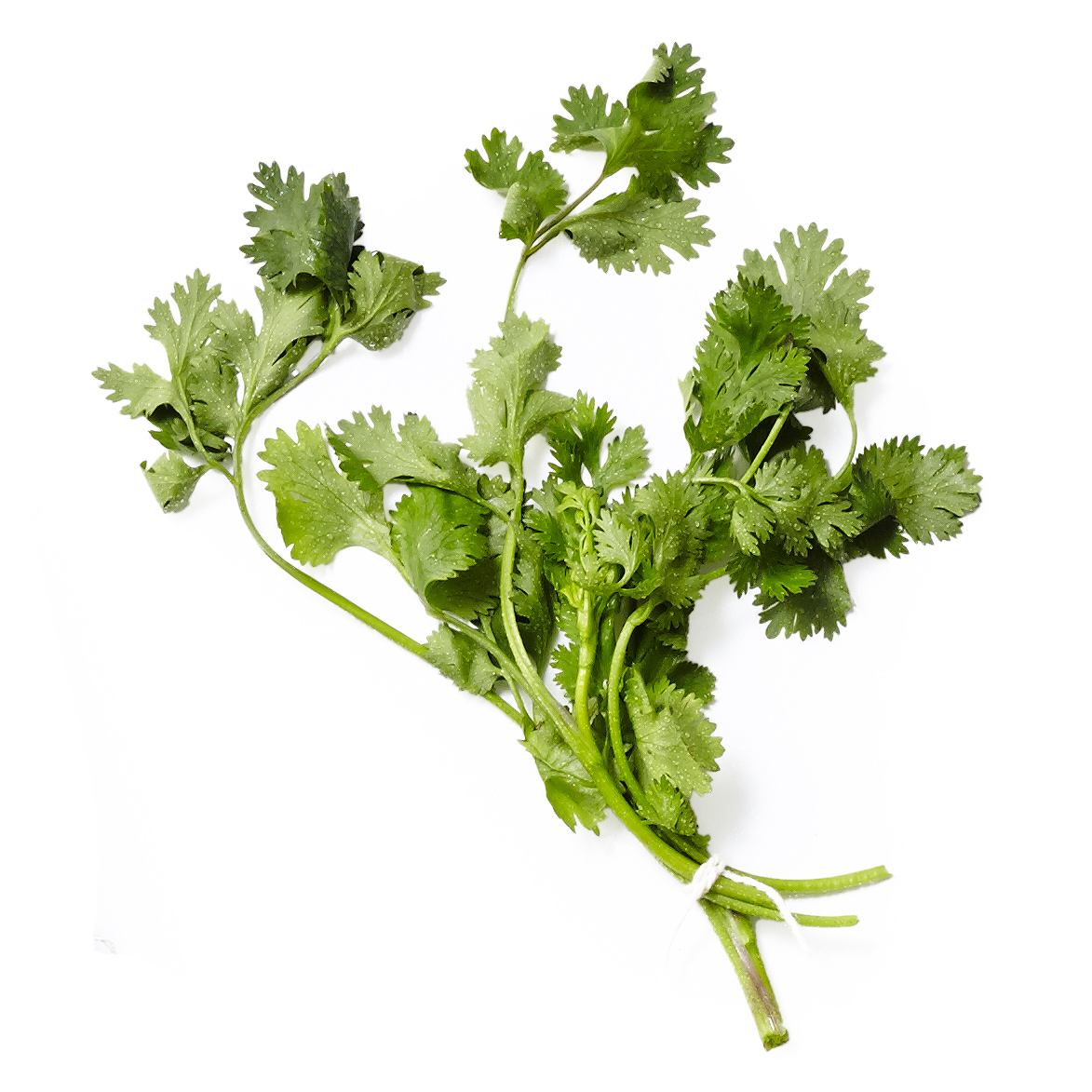 fresh cilantro herb