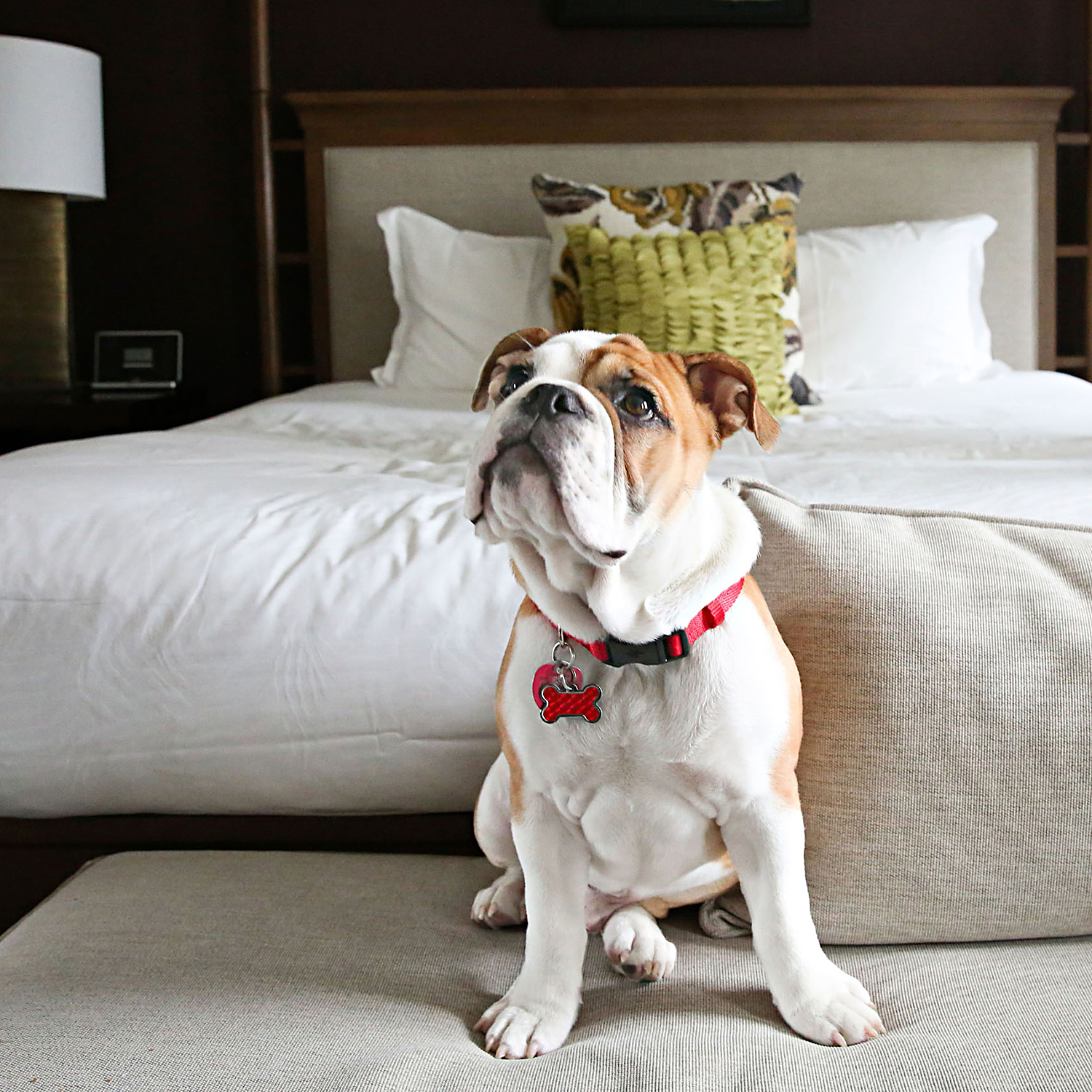 Bulldog at foot of bed Kimpton Hotel