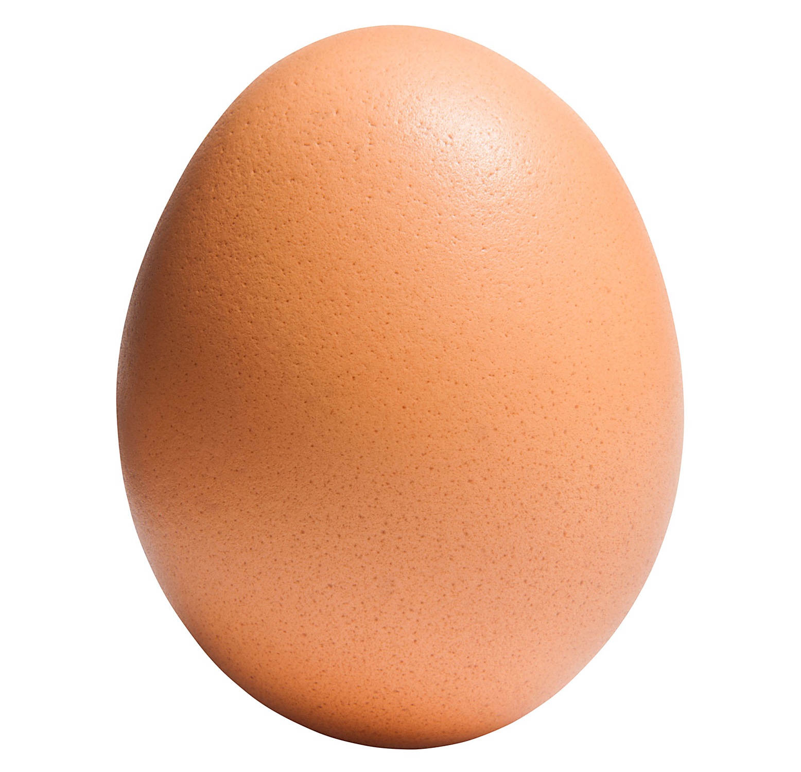 one brown egg