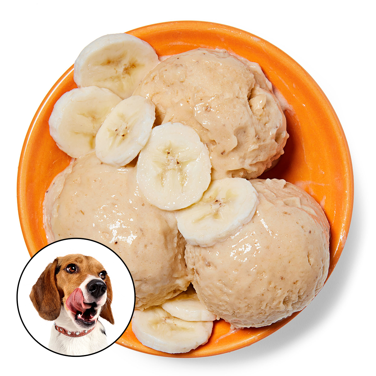 one ingredient banana ice cream bandit beagle