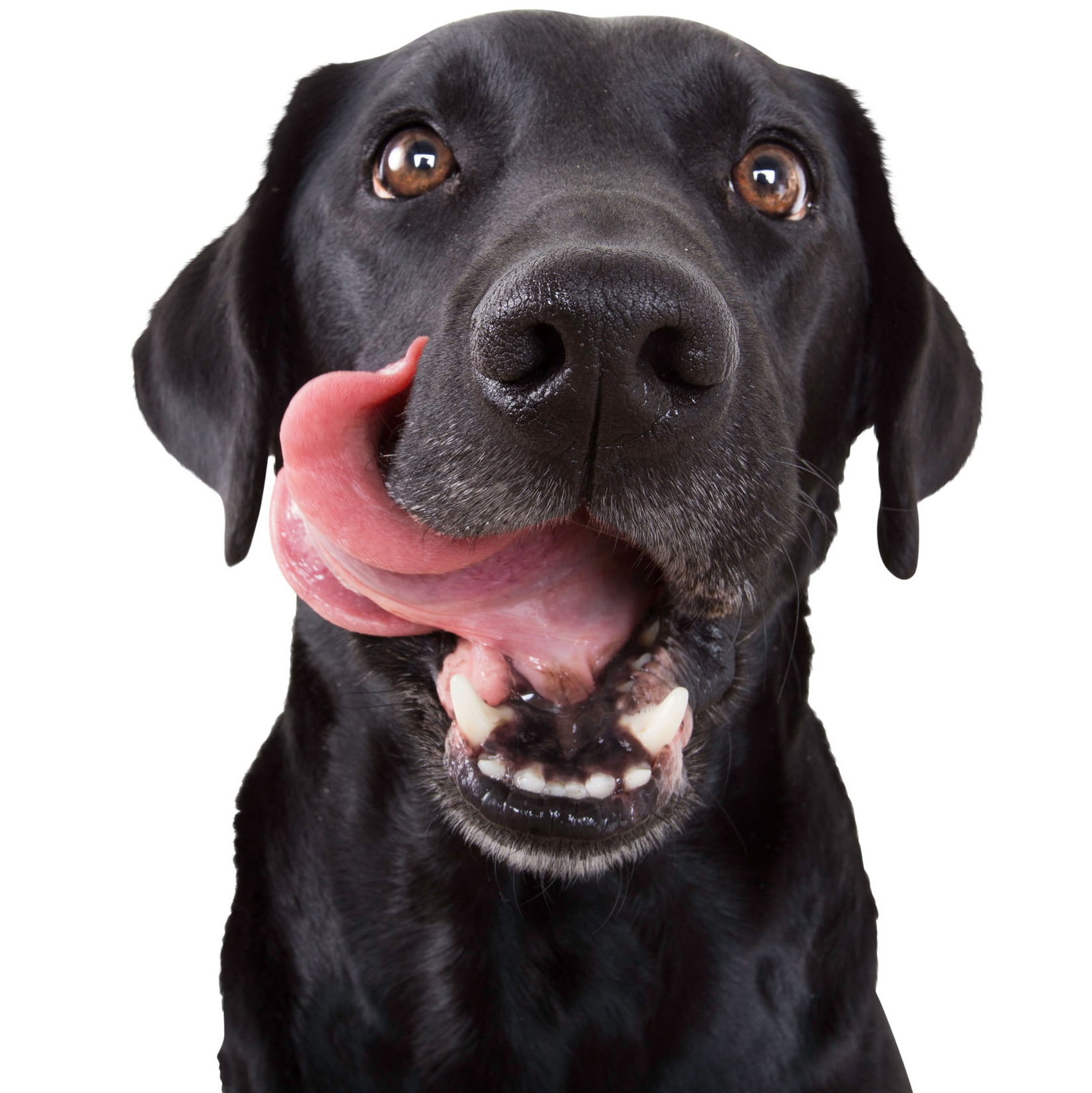 black lab dog with tongue out of its mouth