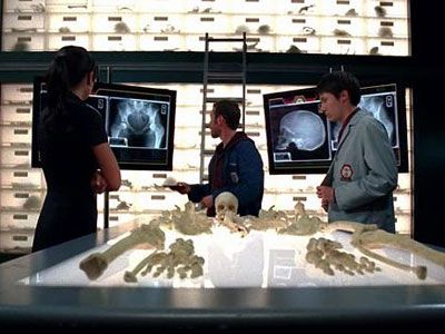 Bones, Michaela Conlin | ''The most frequently used skeletal structures in the hand that are used as clues in Bones murder mysteries are the phalanges (distal, medial and proximal).''