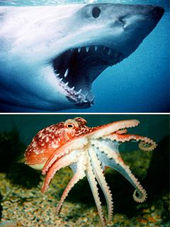 shark-octopus